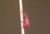 Apioninae inconnu